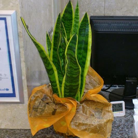 名古屋岩仓站精选酒店 岩仓市 外观 照片